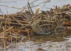 110215-snipe 1-blacktoft