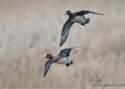 110215-wigeon flight path-blacktoft