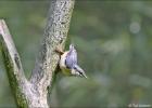 120615-nuthatch pose