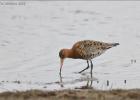 150415-black tailed godwit