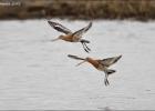 150415-godwits arrival