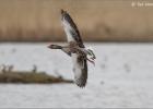 150415-greylag flypast