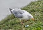 210515-herring gull and stolen egg