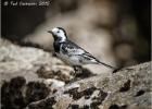 230415-pied wagtail