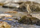230415-pippet on the rocks