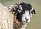 230415-the sheep's head