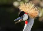 250215-crowned crane-lotherton hall