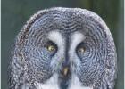 250215-great grey owl-lothewrton hall