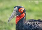 250215-ground hornbill-lotherton hall