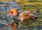 250215-red crested pochard-lotheron hall