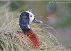 250215-white faced whistling duck-lotherton hall