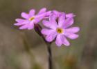 bird's eye primrose-u teesdale-100615