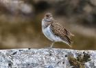 common sandpiper-river wharfe-050615