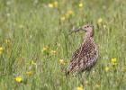 curlew-u teesdale-100615