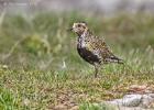 golden plover-050615