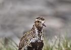 golden plover-wharfedale-050615