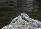 grey wagtail-river wharfe-050615