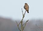 kestrel look out post 201215