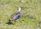 lapwing-u teesdale-100615