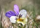 pansy and the fly-u teesdale-100615