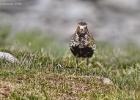 posing plover-050615