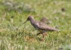 redshank-u teesdale-100615