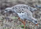 redshank