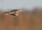 short eared owl 201215