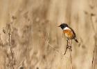 stonechat 201215