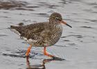 tichwell redshank-281215