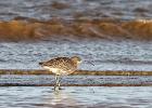 tichwell-curlew-281215