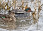 tichwell-drake and duck teal-281215