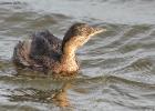 tichwell-little grebe-281215