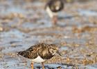 tichwell-turnstone-281215