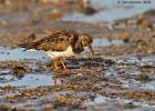 tichwell-turnstone-the early bird-281215