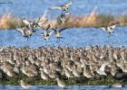 welney-black tailed godwits-291215