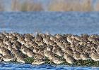 welney-blacktailed godwits-291215