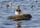 welney-lapwing 1-291215