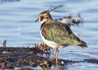 welney-lapwing 2-291215