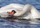 welney-mute swan 1-291215