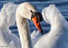 welney-mute swan 2-291215