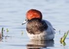 welney-pochard-291215