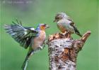 chaffinch 0157