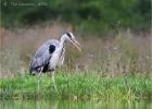 heron 0099