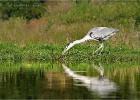 heron 0443