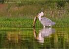 heron 0459