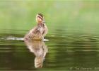 mallard duckling 0676