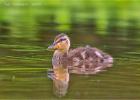 mallard duckling 0693