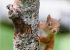 red squirrel 0203