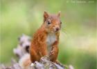 red squirrel 0211